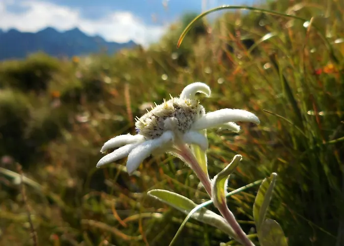Styrolerhof Ξενοδοχείο Steeg