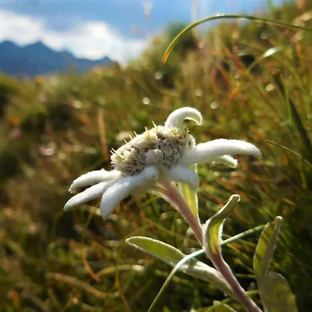 Styrolerhof Hotell Steeg